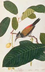 Goldenback comune, da Disegni di uccelli di Malacca, c.1805-18
